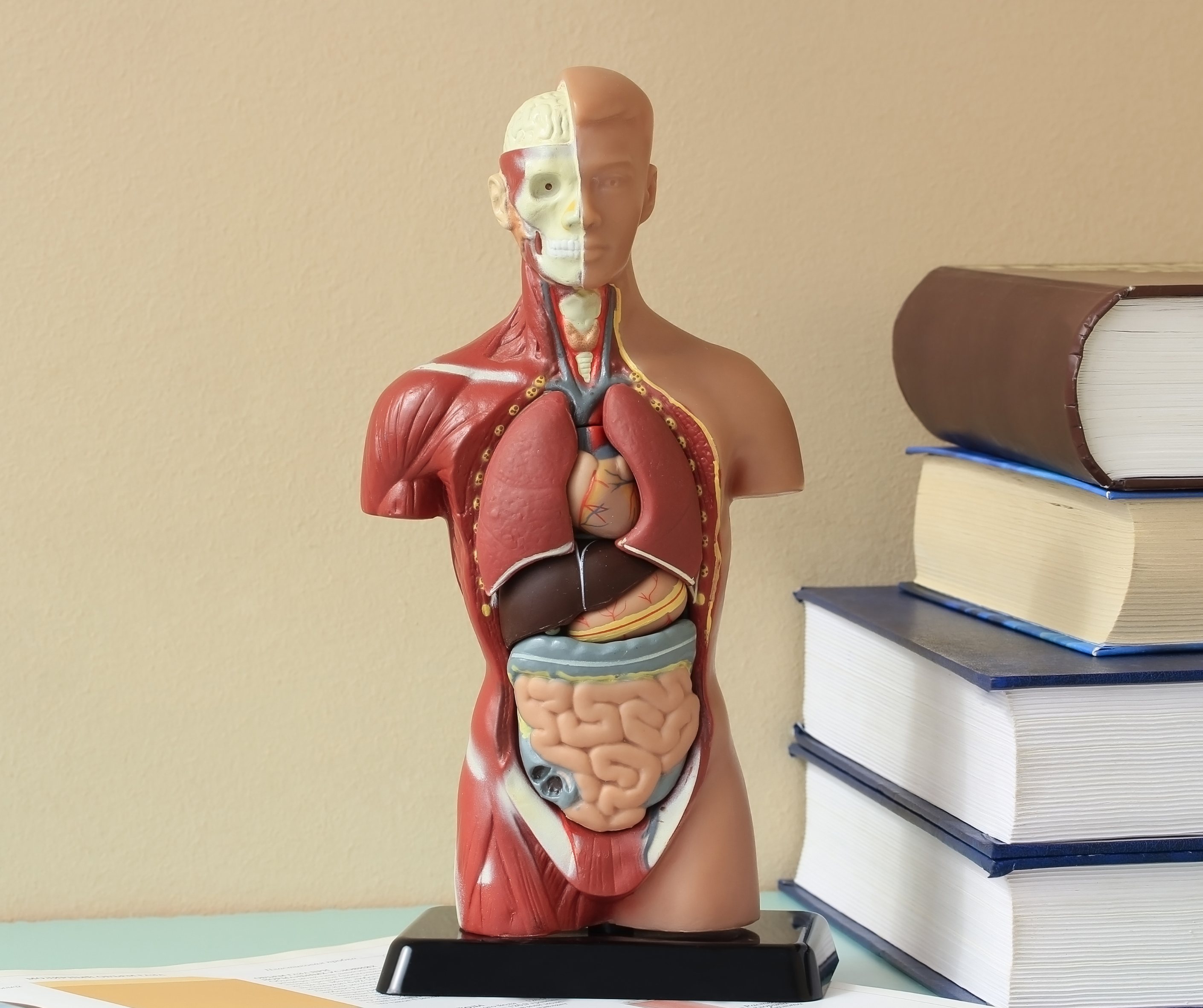 Detailed illustration of human physiology highlighting organ systems and bodily functions