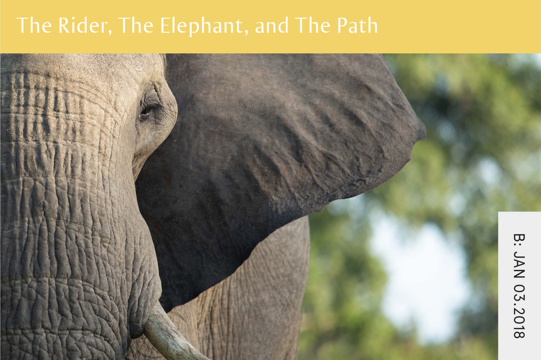 The Rider The Elephant And The Path Seven Health Intuitive Eating And Anti Diet Nutritionist